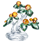 Kumquat Tree