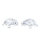Baby Tortoises