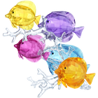 Rainbow Fish Family